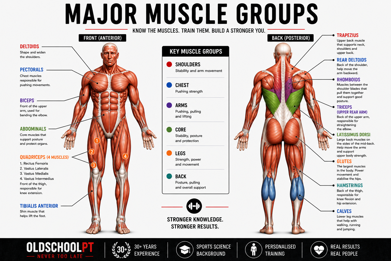 Major muscle groups of the human body — front and back view